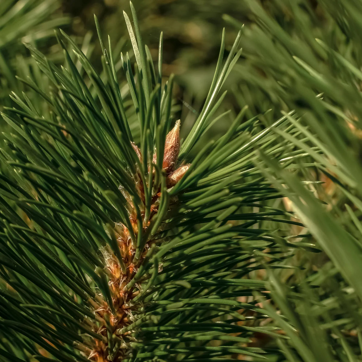 Thymes Pura Car Smart Scents: Frasier Fir