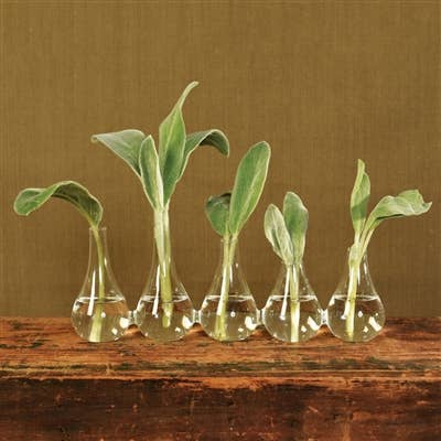 Quintet Glass Vase - Lrg