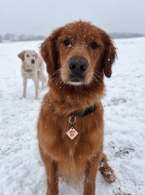 Best Boy Pet Tag