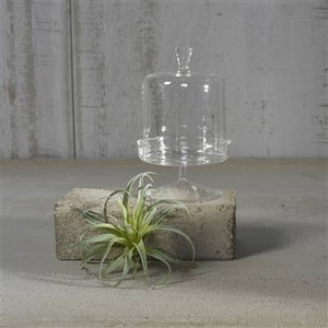 Vera Glass Dome & Pedestal