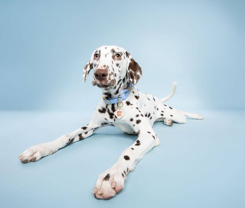 Best Boy Pet Tag