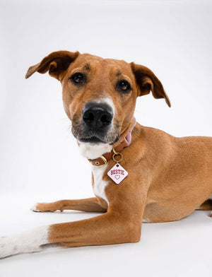 Bestie Pet Tag